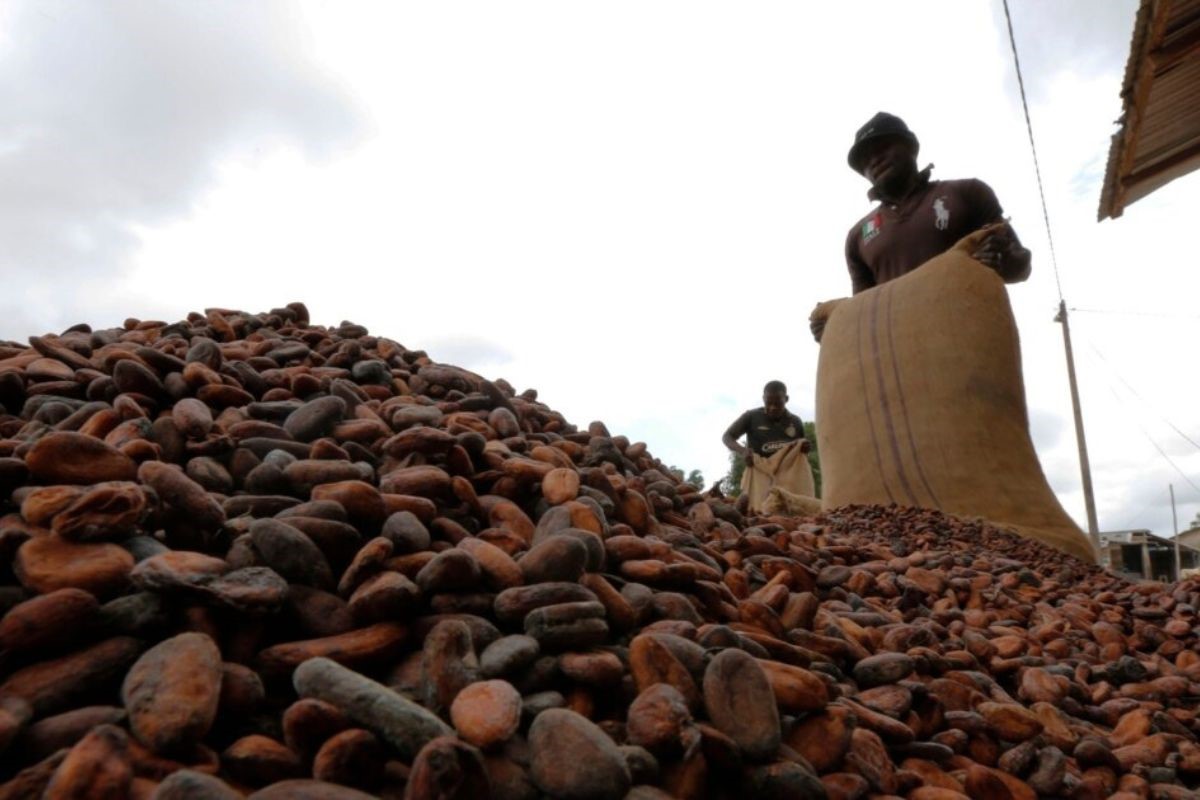 Côte d'Ivoire : la crise du cacao paralyse les producteurs crise cacao Côte d'Ivoire