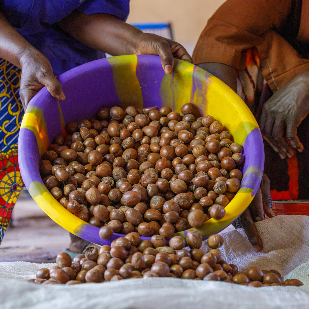 Côte d’Ivoire : le maintien du prix du karité à 250 FCFA, un levier d'émancipation pour 150 000 femmes du Nord Côte d’Ivoire : le maintien du prix du karité à 250 FCFA, un levier d'émancipation pour 150 000 femmes du Nord