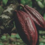 Cacao : l’Afrique domine les volumes, l’Équateur défie le modèle Cacao africain