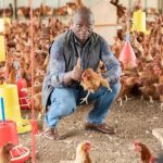 Poulet au Gabon